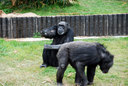 来園客に餌をねだるチンパンジー