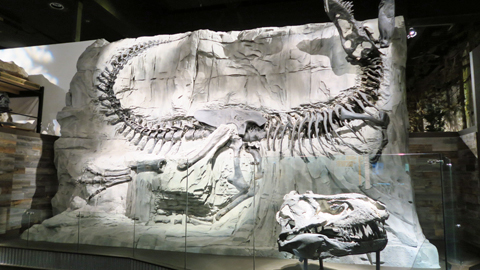 ティラノサウルスの標本