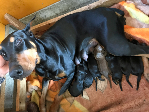 授乳中の母犬と赤仔たち
