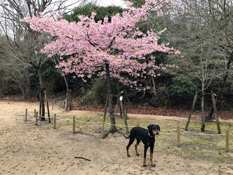 河津桜はもう葉が出始めていた