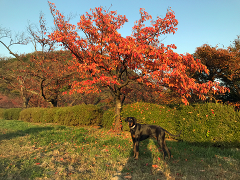 北山ダムの桜はきれいに紅葉
