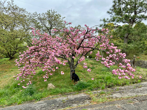 昨夜の雨にも負けず残った八重桜