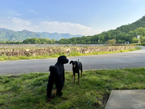 くろすけに会った くろすけに会った