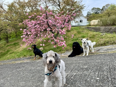ロン、メリー、くろすけと八重桜の下で ロン、メリー、くろすけと八重桜の下で
