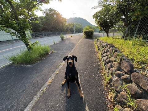 今朝の散歩 今朝の散歩