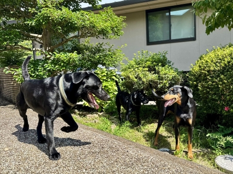 ルーク兄も元気 ルーク兄も元気