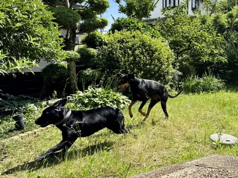 庭で走る 庭で走る