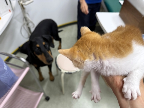 2ヶ月の仔猫に威嚇される 2ヶ月の仔猫に威嚇される