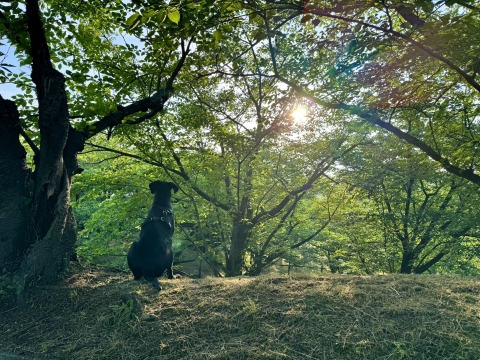早朝散歩の日々 早朝散歩の日々