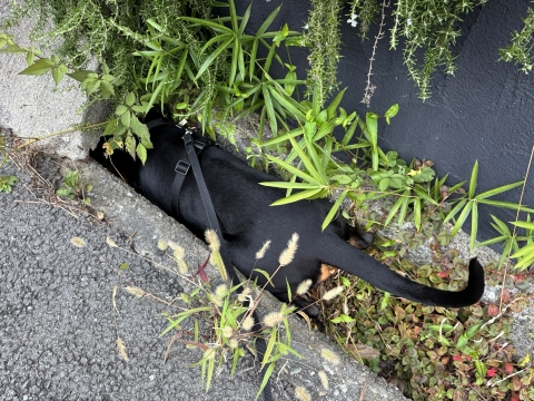 散歩中に溝を覗く 散歩中に溝を覗く