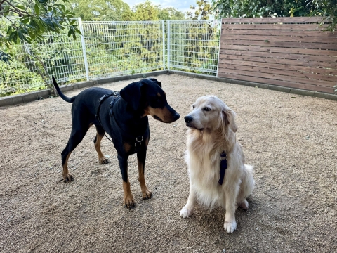 ベニーと ベニーと