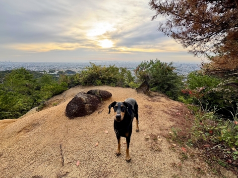 朝陽を背負って 朝陽を背負って