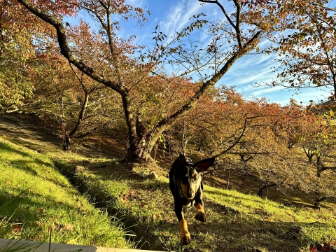 桜の樹々の間を駆ける 桜の樹々の間を駆ける