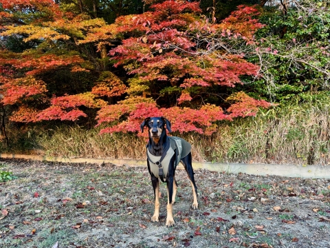 �k�R�_�����̖؂�����