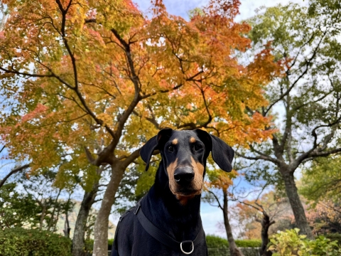 �k�R�_���ɂ�