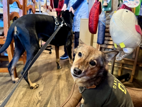 �R�b�y�ɖ��₳���