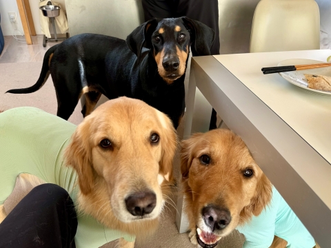 お客が来たぞ お客が来たぞ