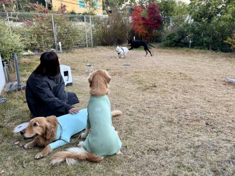 仕上げはこたろうの庭で 仕上げはこたろうの庭で