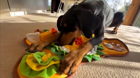 ノーズワークで遊んでくれた ノーズワークで遊んでくれた