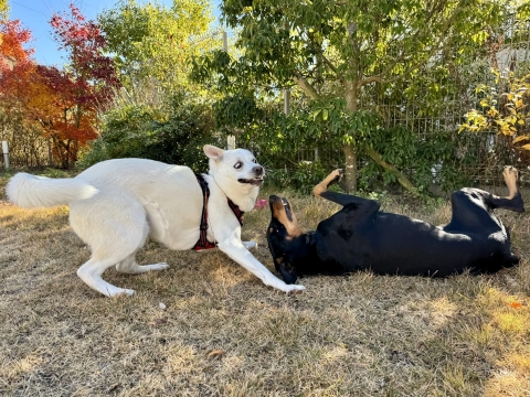 �����낤�ƋY��