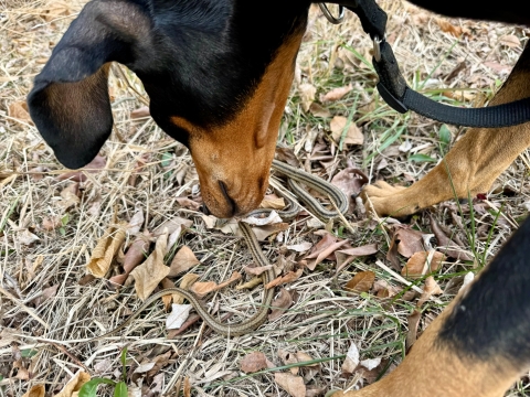 �V�}�w�r�̎��[��������