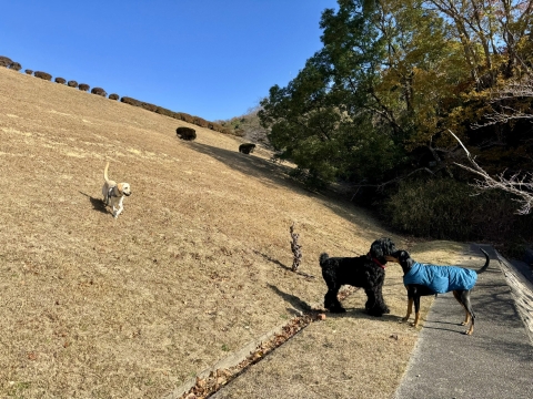 �핪������