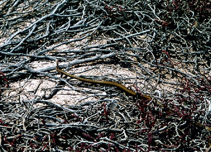藪の中にいたガラパゴススネーク