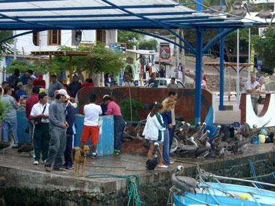 通り沿いの魚市場のようなところに群がっているペリカン