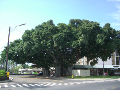 カイルア・ピアの前にある巨大なバンヤンツリー