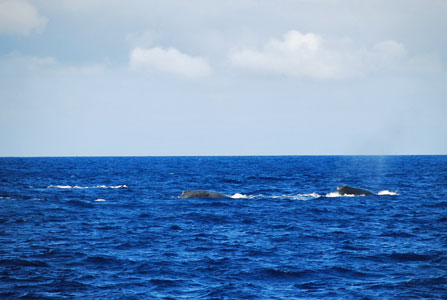 ついに遠くにクジラの姿が見えた