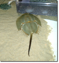 アメリカカブトガニ