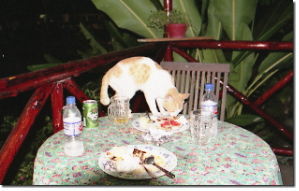 テーブルの上に乗って残飯を喰らう野良ネコ