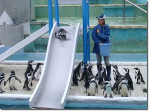 魚をくわえて滑っていくペンギン