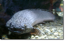 これがポリプテルス(多鰭魚)