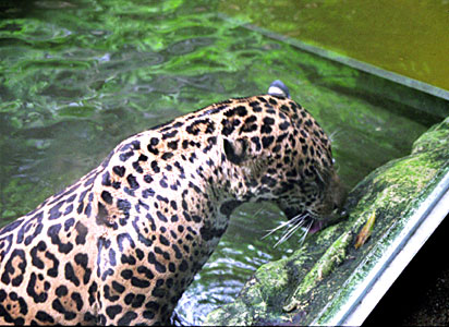 水から上がったジャガー