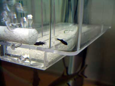 産卵箱の中のブラックモーリーの稚魚たち