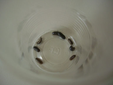 プラスティックコップの中に捕獲されたダンゴムシたち