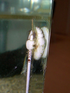 水温計に取り付いているミナミヌマエビ