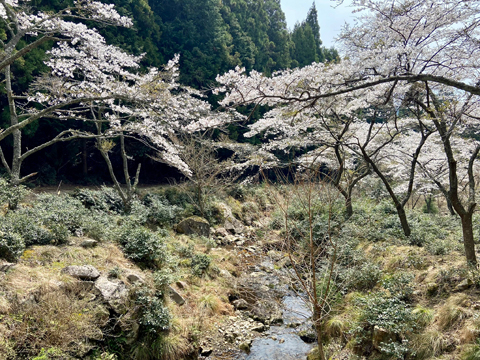 住山エイド手前の桜