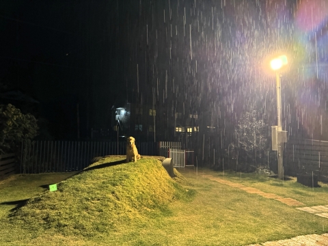 じっと雨の中佇むナラ じっと雨の中佇むナラ