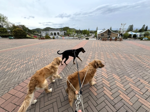闊歩する3頭 闊歩する3頭