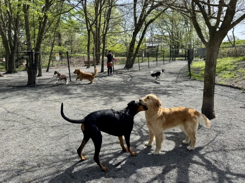 大型犬が走り回る 大型犬が走り回る