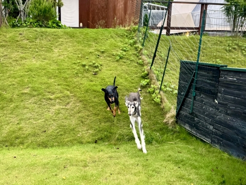 飛ぶように駆けるラムセス 飛ぶように駆けるラムセス