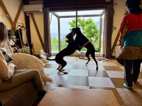 屋内でも立ち合い 屋内でも立ち合い