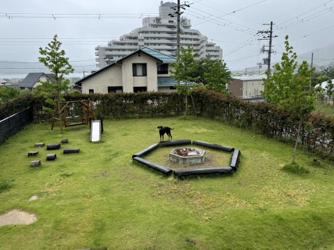 まだ遊びたい犬 まだ遊びたい犬