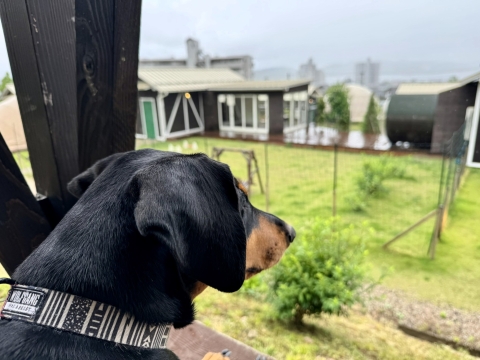 「雨だな〜」 「雨だな〜」