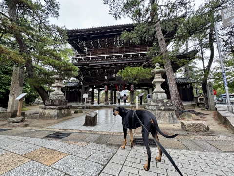 知恩寺山門前 知恩寺山門前