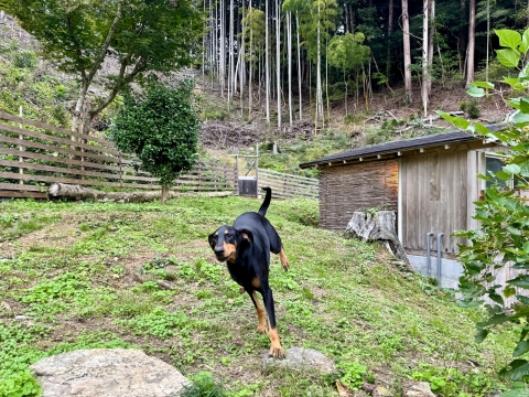 裏庭ドッグランを疾走 裏庭ドッグランを疾走