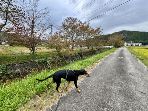 散策に出発 散策に出発