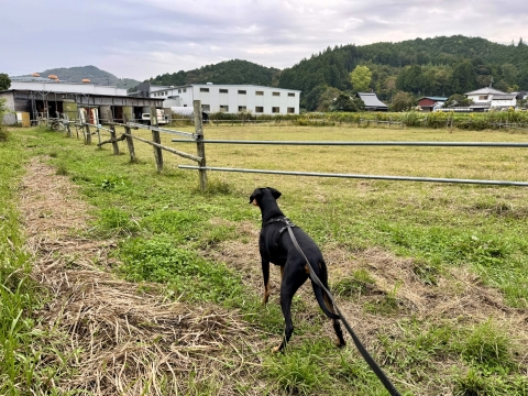 これは間違いなく馬場 これは間違いなく馬場